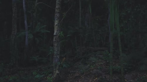 Dark Forest at Night with Trees and Dense Foliage in a Natural Setting