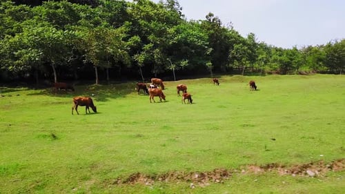 Red and brown cows graze in green summer meadow. Cattle on pastures in forest.