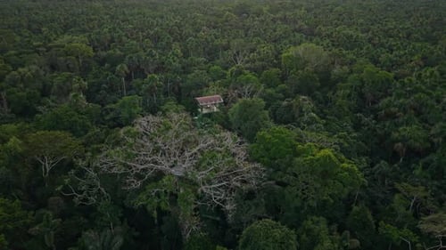Perspectiva aérea que captura una plataforma de observación de madera escondida dentro de la exuberante selva amazónica