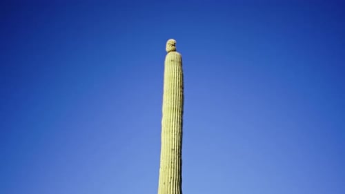 Desplázate hacia abajo de un cactus saguaro con un pequeño brazo que comienza a crecer en la parte superior