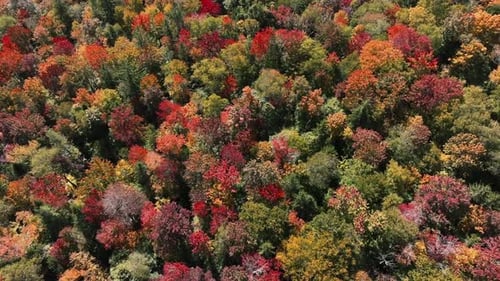 Overflying Colorful Crowns Of Trees In Deciduous Forest In Autumn Season. Aerial Drone Shot Fall col
