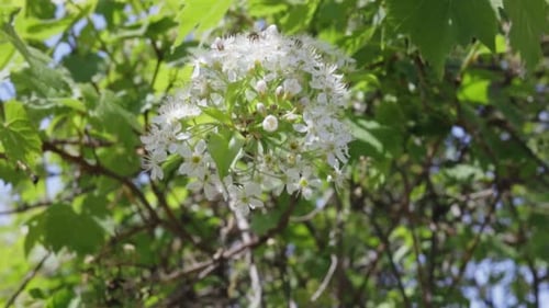 Blumen wehen im warmen Sommerwind