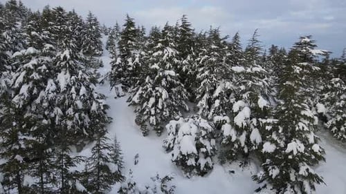 Paisaje de pinos cubiertos de nieve