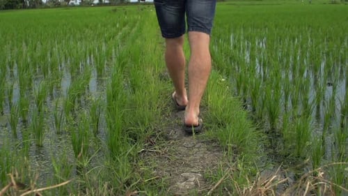 Young Man Walking Through Rice Field 240fps