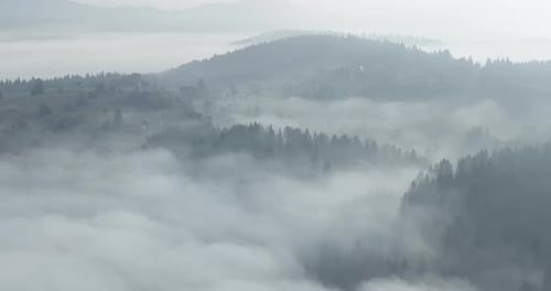 Aerial Drone Footage of Misty Fog Blowing Over Pine Tree Forest on a Beautiful Morning