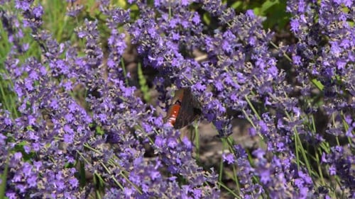 Lila Lavendelblüten, Blumen auf dem Feld, Natur, Hintergrund, Wachsen Sie eine duftende Pflanze im Garten