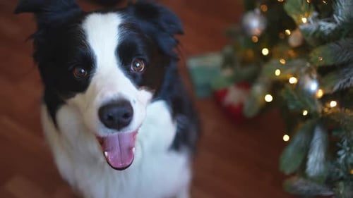 Happy Dog in Front of Christmas Tree