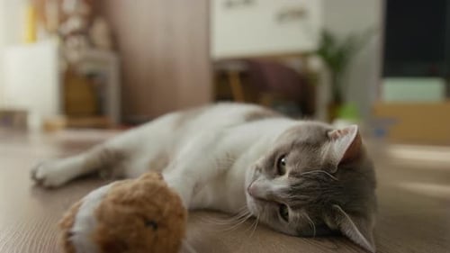 Lazy Cat Playing with Soft Toy
