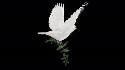 Peace Dove - Pássaro pombo branco com ramo de oliveira verde - Flying Loop - UC de ângulo traseiro - Alpha Channel