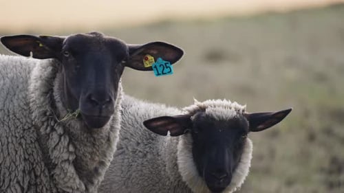 A close-up shot of the white wooly sheep with black heads grazing in the meadow. Slow-motion, pan fo