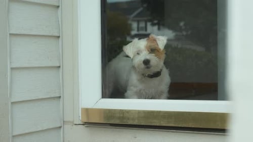 Jack Russel Dog Meets Owner and Looks Through Glass Door at Home Close Up Shot