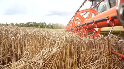 Closeup Harvester Harvester Cuts Ripe Wheat in the Field During Harvest