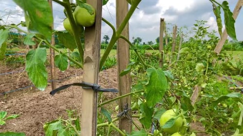 fresh green tomatoes