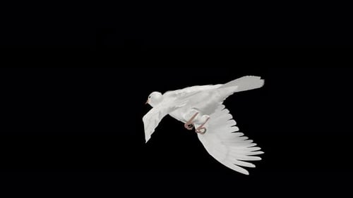 Paloma romántica, paloma blanca, bucle volador, vista aérea en ángulo descendente, primer plano, canal alfa, 4K