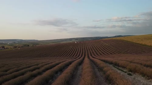 Ripe Lavender Field Ready for Harvest