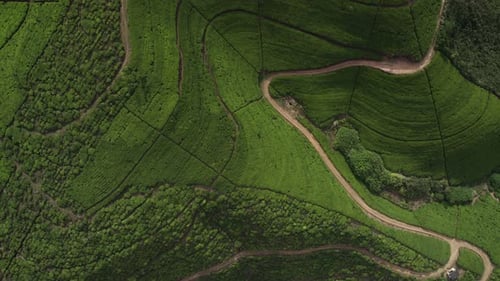 Tea Plantations View From the Top