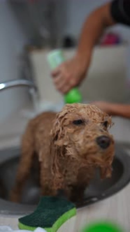 Dog Being Shampooed in a Sink