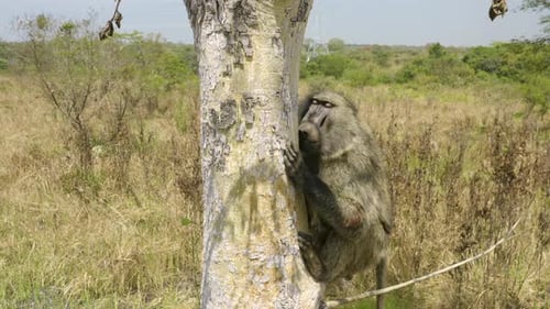 Baboon Gripping Tree Trunk in Grassy Field