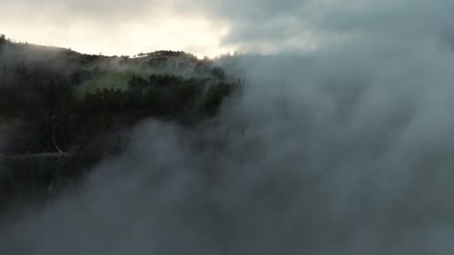 Aerial view capturing dense fog rolling over a lush forest during sunset, showcasing nature's beauty