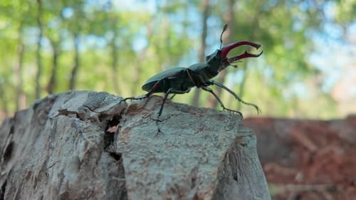 Stag Beetle Sits on Mossy Log in Forest