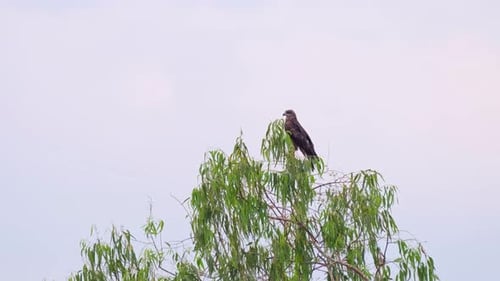 Eagle Perched on Tree Branch Looking Around
