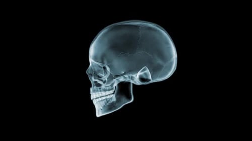 X-Ray Human Skull Rotating 3D Animation