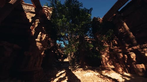 L'ombre d'un arbre sur le sol