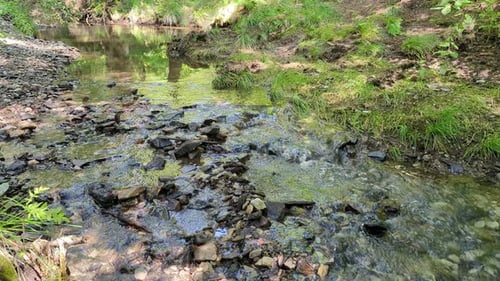 water stream flowing among green forest, spring day