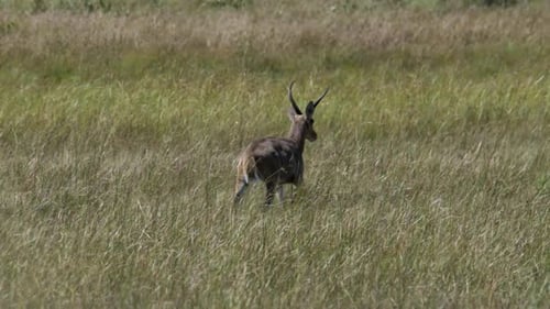 Cámara lenta de un antílope junco macho que camina con gracia por los pastizales