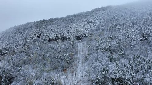 Approaching the frosty pine tree forest covering the mountain. Snowy winter backdrop.