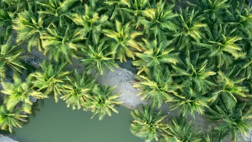 The tops of palm trees are green and yellow. Aerial view drone flies over a large coconut grove. Cul