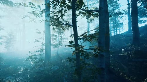 Morning Fog in Deep Forest