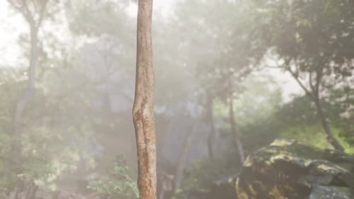 Misty Forest Tree Standing Alone
