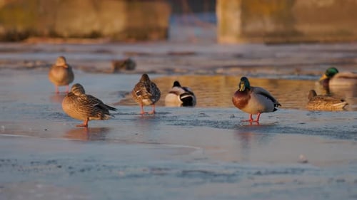 Mallard ducks, Anas platyrhynchos, standing on a frozen river during a golden sunset. Scenic winter