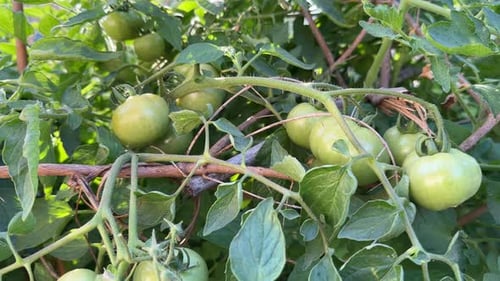 Tomatos growing in the garden