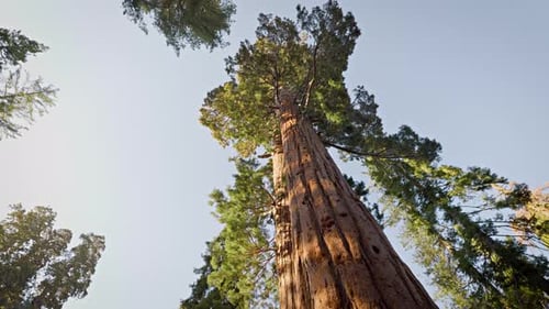 Giant Sequoia trees in Kings Canyon National Park