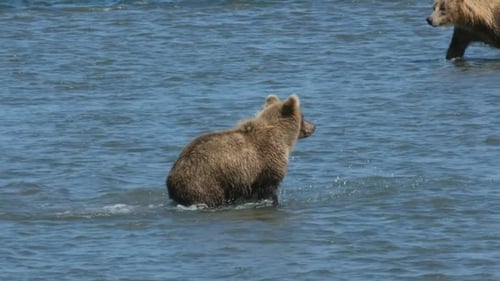 Brown Bears Foraging in the Summer Sun