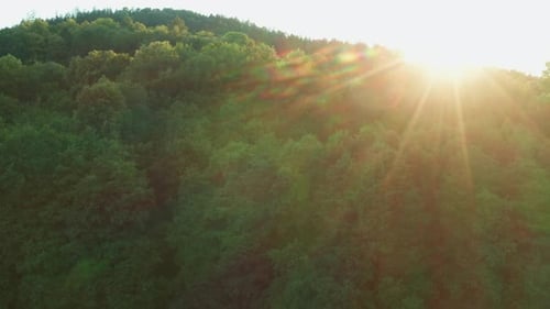 Bright Sunlight Shines Over Green Trees Growing in Forest