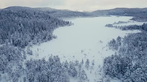 Fir Forest Deeply Covered In Snow During Winter Blizzard. Aerial Pullback Shot