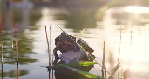 A Turtle in a Pond in a Park Turtle on a Stone in a Pond During Hot Summer Day