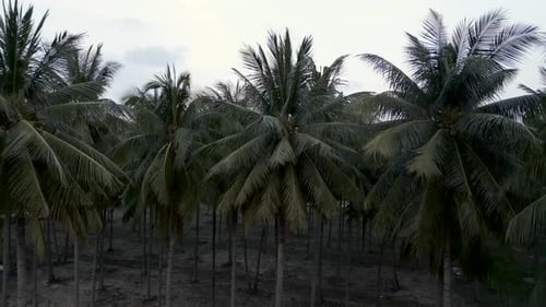 Aerial View of a Palm Tree Field in Thailand