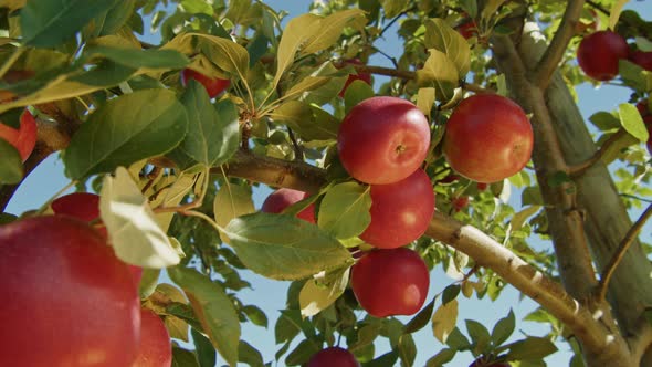 Beautiful Apples In Orchard Ready For Harvest Autumn In The Air, Nature ...