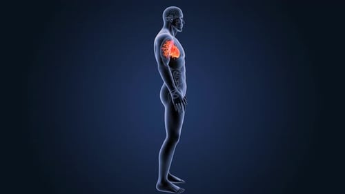 Human heart and circulatory system anatomical medical visualization