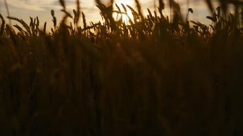 Nascer do sol em terras agrícolas, trigo dourado, espigas e sol no horizonte, belas paisagens, paisagem incrível em