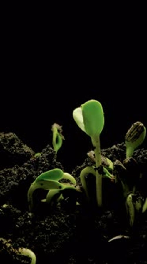 Close-up time-lapse of small plant sprouting from seed in soil, showing early growth stages.