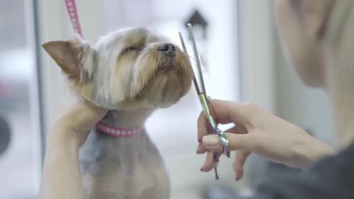 Professioneller Haarschnitt für Yorkshire-Terrier-Hunde aus nächster Nähe im Tiersalon