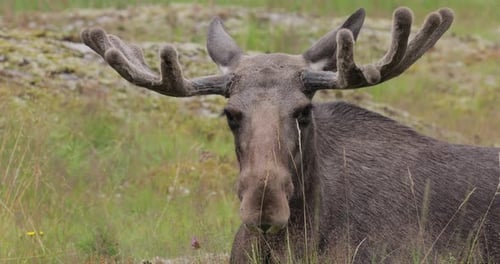 Elk or Moose, (Alces alces) in the green forest. Beautiful animal in the nature habitat.