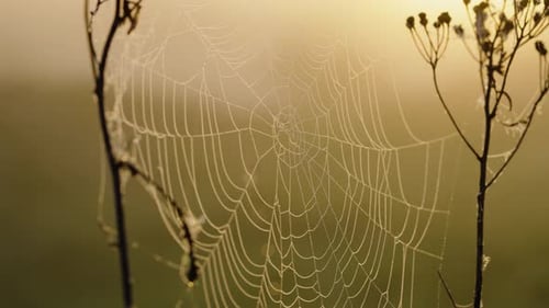 Cobweb with Dew Waved By Light Wind Between Wildflowers