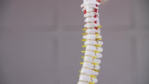 Anatomical Model of Human Spinal Column Close-Up