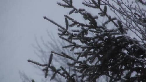 Es schneit im Wald. Frostige Fichte im Schnee, isoliert auf weißem Grund. Schnee, der auf die Fichtenkleie fällt